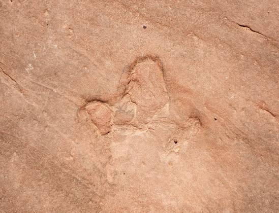 Dilophosaurus Track Dilophosaurus dinosazaur track near the entrance to Lower Antelope Canyon