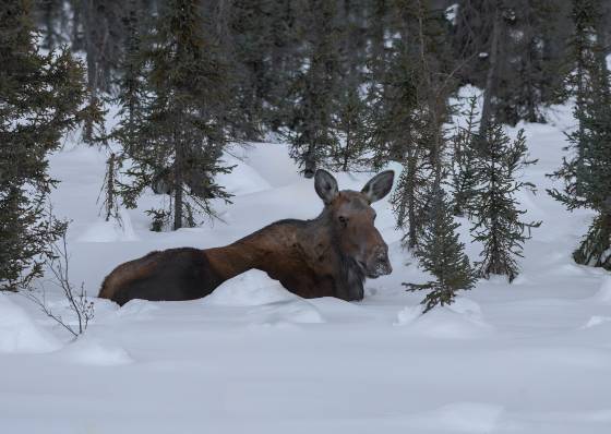 Bull Moose Chest Deep in Snow Bulls Moose seen deep in snow near the Dalton HIghwy. Bull Moose have no antlers in winter