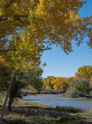 Animas River Cottonwoods Cottonwood Tress by the Animas River in mid October