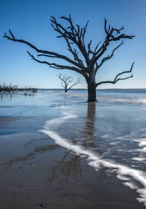 Backlit 2 Dead tree at Edisto Beach, South Carolina