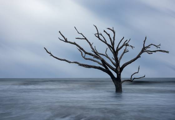 Edisto Beach Cloudy Day Dead tree at Edisto Beach, South Carolina