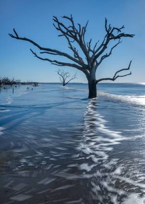 Edisto Beach Tree Dead tree at Edisto Beach, South Carolina