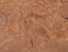 Dinosaur Track 30 feet east of the trackway above in Coyote Buttes North