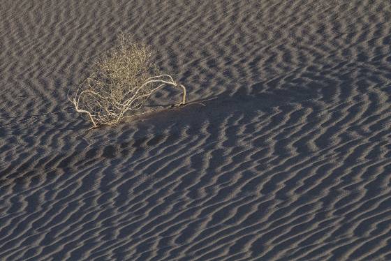 Bent Bush Ibex Dunes in Death Valley National Park, California