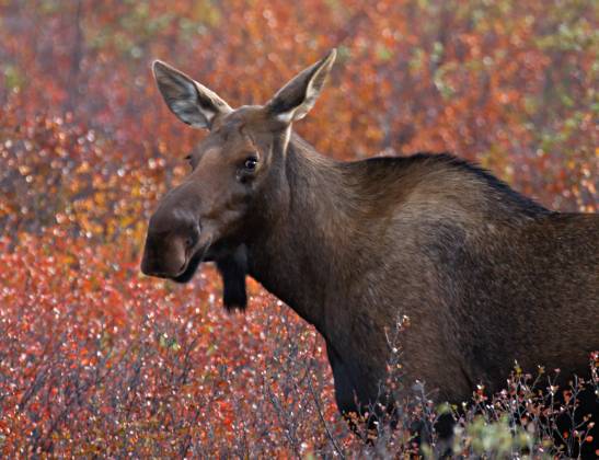 Lone Cow Moose cow in good color in Denali National Park