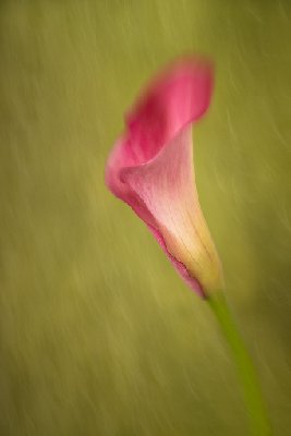 Calla Lily on Green
