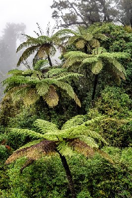 New Zealand Fern Trees