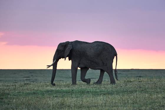 Elephant 1 Elephants moving gracefully through the grasslands of the Maasai Mara.