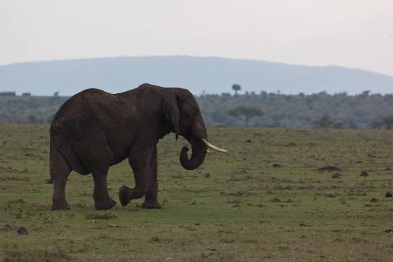 Elephant 3 Elephants moving gracefully through the grasslands of the Maasai Mara.
