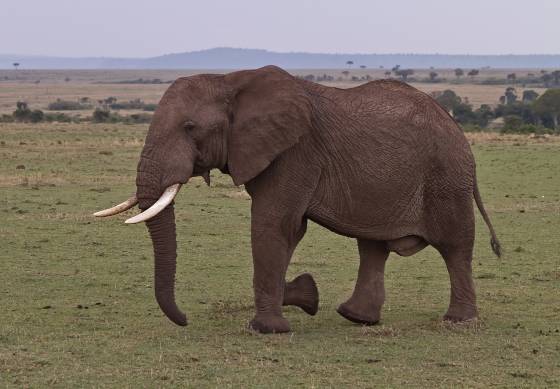 Elephant 4 Elephants moving gracefully through the grasslands of the Maasai Mara.