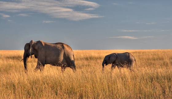 Elephants at Dusk Elephants moving gracefully through the grasslands of the Maasai Mara.