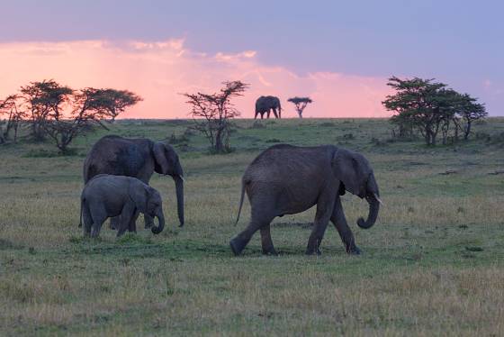 Elephants on the Savannah No 2 Elephants moving gracefully through the grasslands of the Maasai Mara.