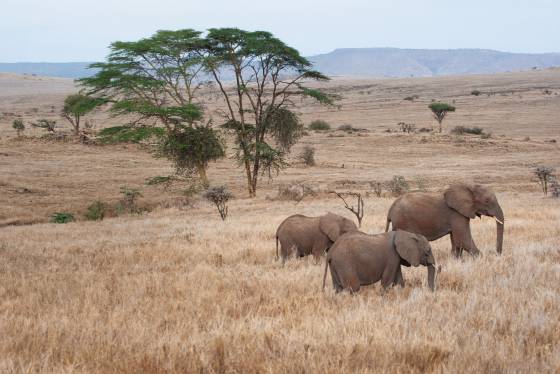 Elephants on the Savannah Elephants moving gracefully through the grasslands of the Maasai Mara.