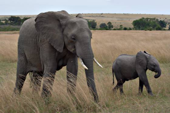 Mother and Child Elephants moving gracefully through the grasslands of the Maasai Mara.