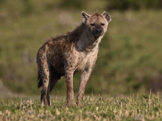 Spotted Hyena 1 With strong jaws and sharp teeth, hyenas are formidable predators and scavengers capable of taking down large prey and consuming every part, including bones.