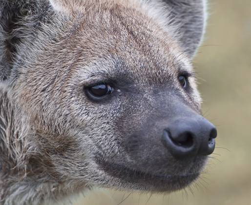 Spotted Hyena Head Shot With strong jaws and sharp teeth, hyenas are formidable predators and scavengers capable of taking down large prey and consuming every part, including bones.