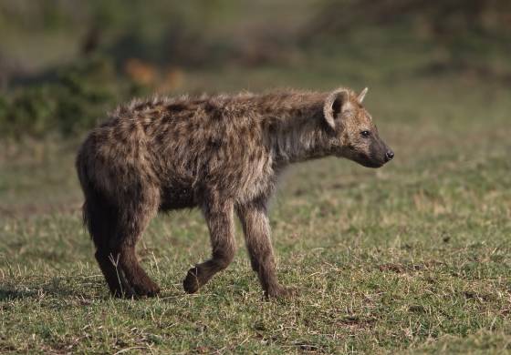 Spotted Hyena No 2 With strong jaws and sharp teeth, hyenas are formidable predators and scavengers capable of taking down large prey and consuming every part, including bones.