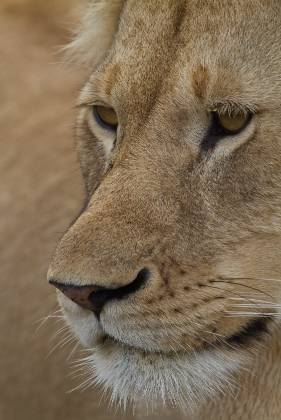 Lion Head shot Closeup of a mature lions face. eyes.