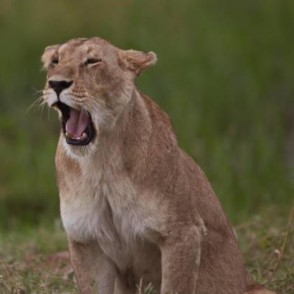 Lion Yawning Lioness seen yawning in the Maasai Mara.