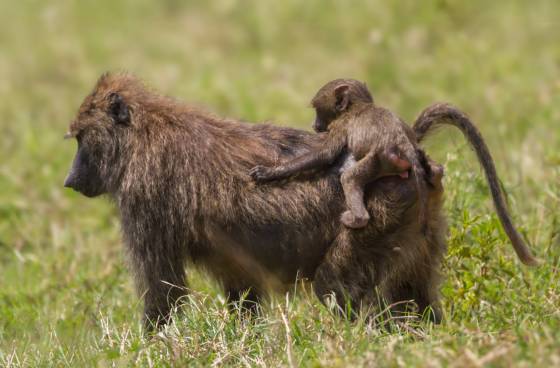 Baby Babboon hitching a ride The image of a baby baboon riding on its mother's back is an endearing sight in the animal kingdom. Infants cling to their mother's backs for transportation,...