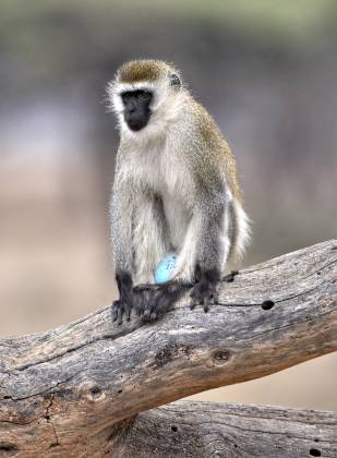 Exhibitionist Vervet Monkey Male vervet monkeys have an easter egg blue scrotum!