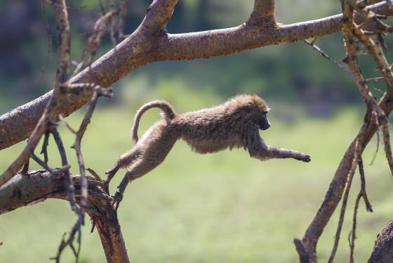 Leaping Baboon Baboons are skilled climbers known to take to the trees to escape predators, for rest and sleep, for forage, and to surveil their surroundings.