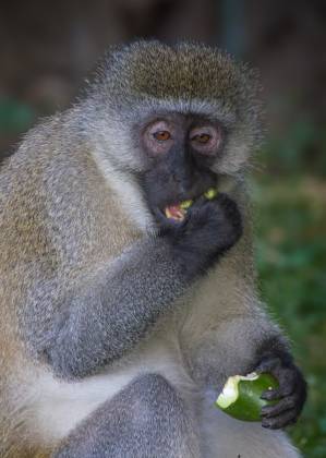 Vervet Monkey eating a friut Vervet monkeys have a silvery appearance with fur ranging from gray to greenish or yellowish-brown. Their faces are hairless, and a dark band of fur surrounds...