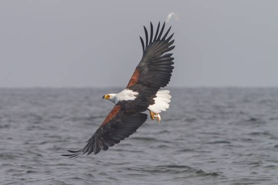 African Fish Eagle in flight African Fish Eagle in flight over Lake Victoria need Mfangano Island.
