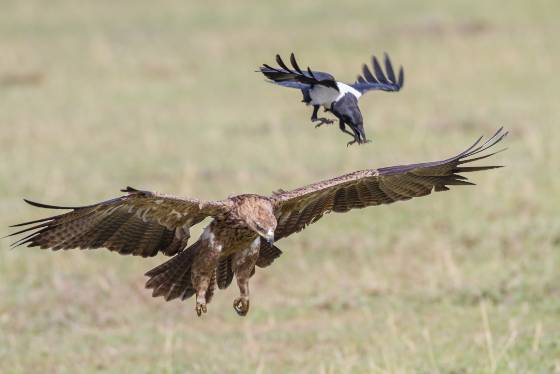 Tawny Eagle and Pied Crow Tawny Eagle and Pied Crow seen in Kenya in the Maasai Mara