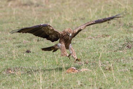 Tawny Eagle landing near Carion Tawny eagle landing near the remains of a Thompson's gazelle. The eagle carried the remins off to the top of a tree before consuming it.