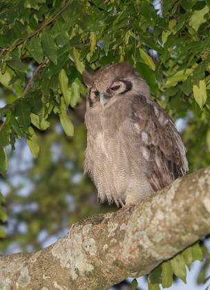 Verreauxs Eagle Owl 2 Verreauxs Eagle Owl seen in Kenya