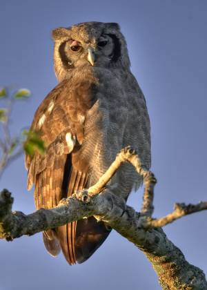 Verreauxs Eagle Owl Verreauxs Eagle Owl seen in the Maasai Mara, Kenya