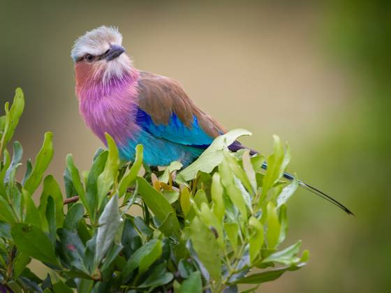 Lilac-breasted Roller Lilac-breasted Roller seen in the Maasai Mara, Kenya. The Lilac-breasted Roller is known for its vibrant plumage and aerial acrobatics. They are skilled fliers...