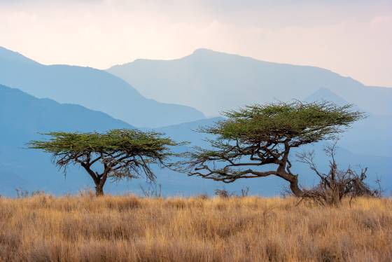 Lewa Downs Layers Acacia trees silhouetted against mountains in Lewa Downs, Kenya.