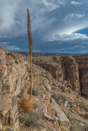 Century Plant 1 Desert Spoon on the rim high above the Little Colorado River