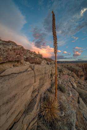 Century Plant 2 Desert Spoon on the rim high above the Little Colorado River