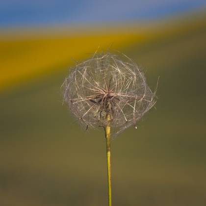 Dandelion Dandelion with blurred background seen in the Palouse.