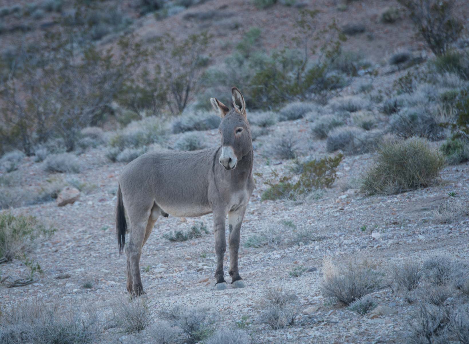 Wild Burros in Rhyolite ghost town, Nevada