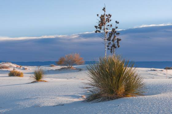 White Sands Cottonwood seen early November Yucca and Cottonwood trees seen at White Sands National Monument.