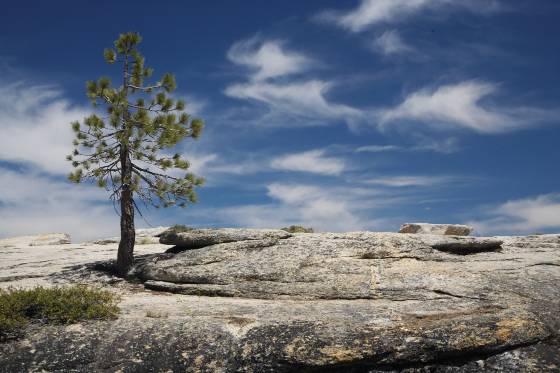 Sentinel Dome Tree Lone tree on Sentinel Dome in Yosemite National Parek