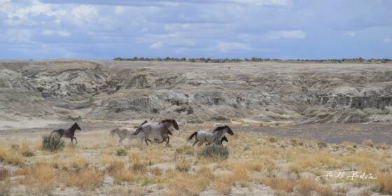 Wild Horse Running wild horses seen in the Ah-Shi-Sle-Pah Wildernesss, New Mexico .