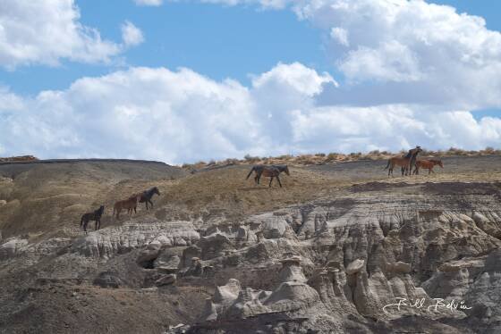 Wild horses 2 Wild horses seen in Ah-Shi-Sle-Pah Wash, New Mexico