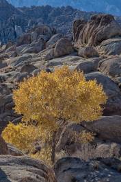 Alabama Hills Cottonwood 2 Cottonwooid Tree in a wash in the Alabama Hils, California