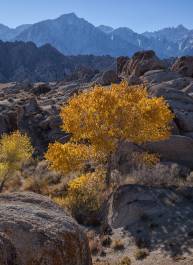 Alabama Hills Cottonwood 3 Cottonwooid Tree in a wash in the Alabama Hils, California