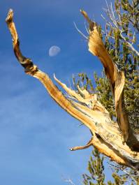 Moon framed by Bristlecone Pine Moon framed by Bristlecone Pine