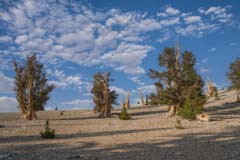 Overview of the Patriarch Grove in the Bristlecone Pines