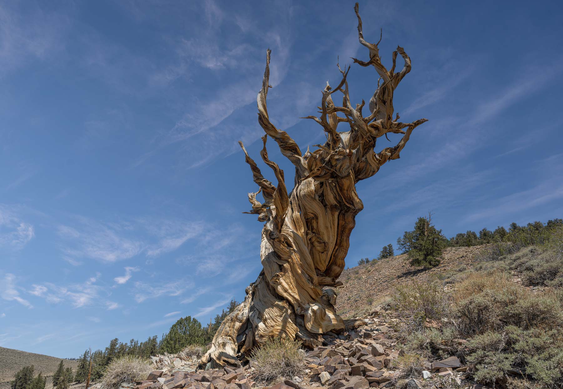 The Centennial Tree in the Schulman Grove of the Bristlecone Pines