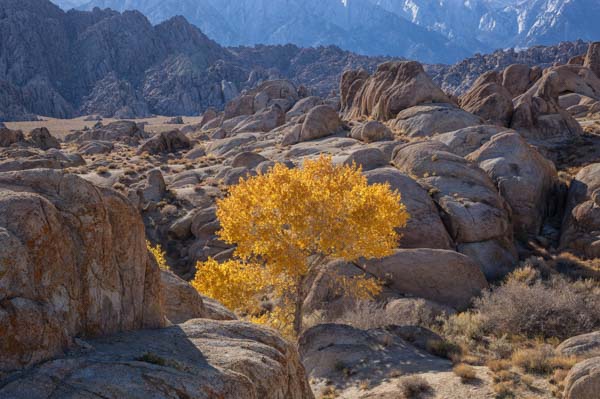 Alabama Hills Cottonwood Tree