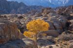 Alabama Hills Cottonwood