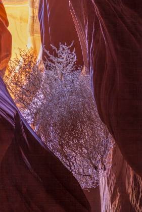 Tumbleweed Tumbleweed in Upper Antelope Canyon, Page, Arizona